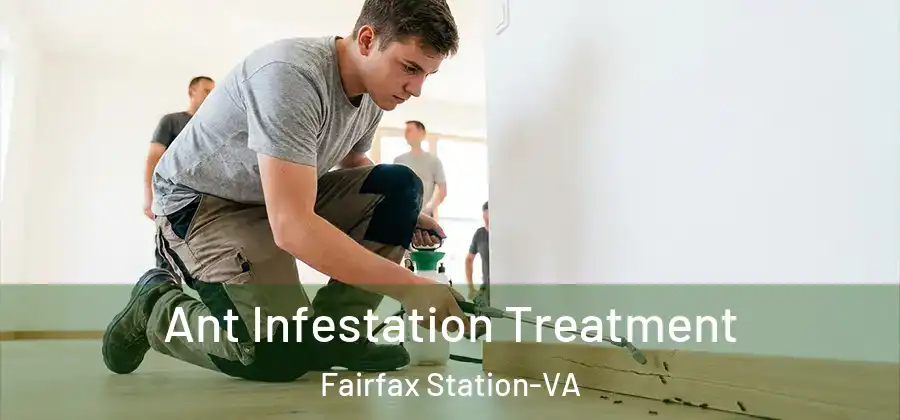 Ant Infestation Treatment Fairfax Station-VA