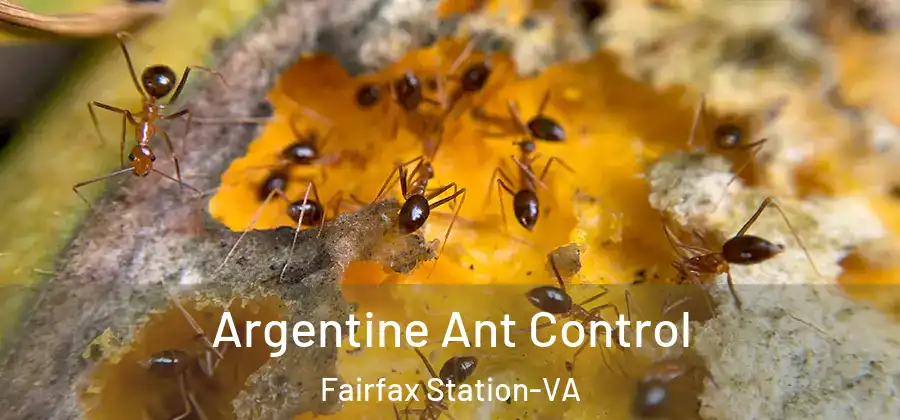 Argentine Ant Control Fairfax Station-VA