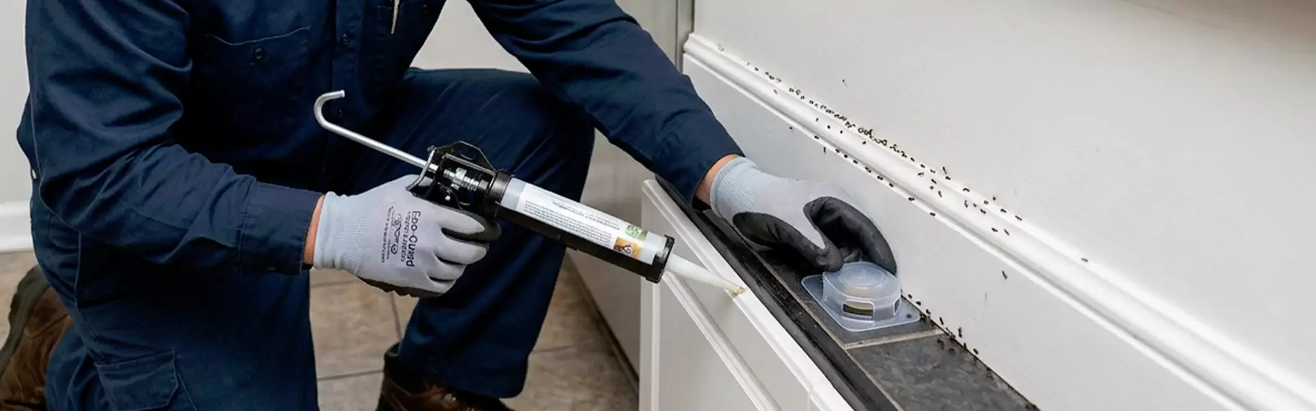Black Ant Control