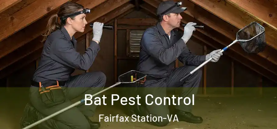 Bat Pest Control Fairfax Station-VA
