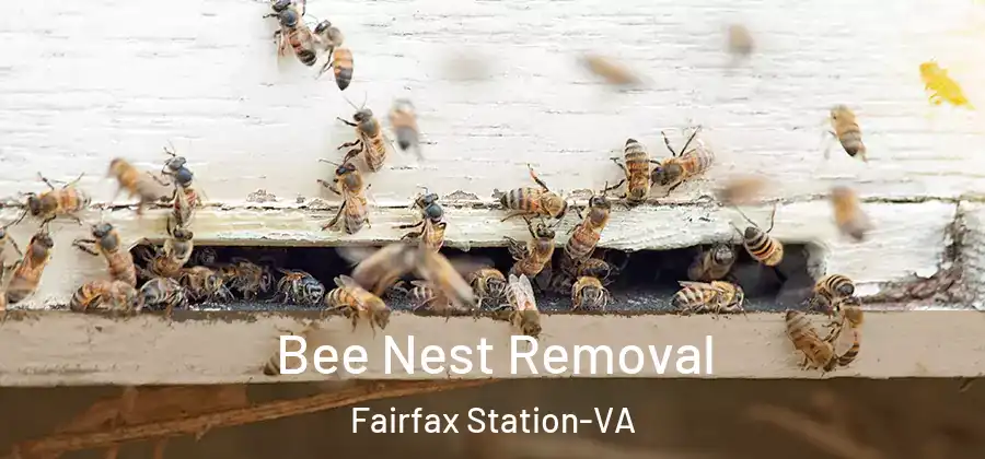 Bee Nest Removal Fairfax Station-VA