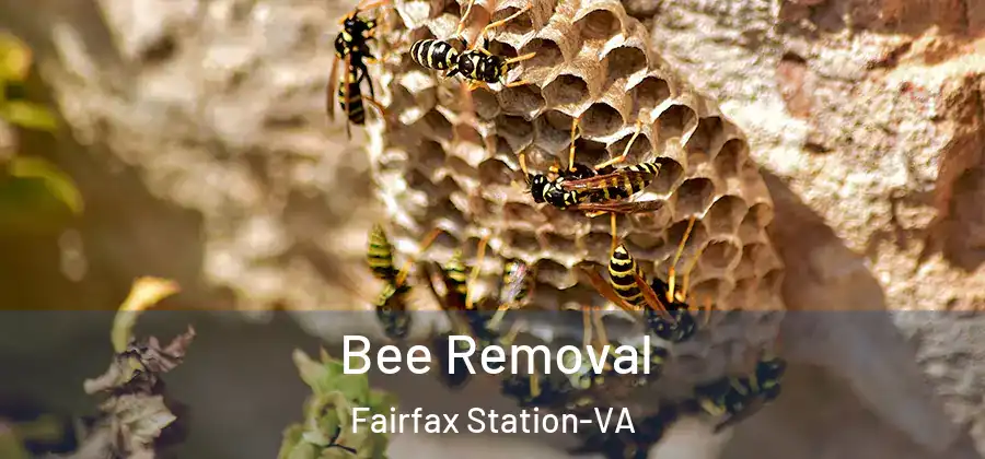 Bee Removal Fairfax Station-VA