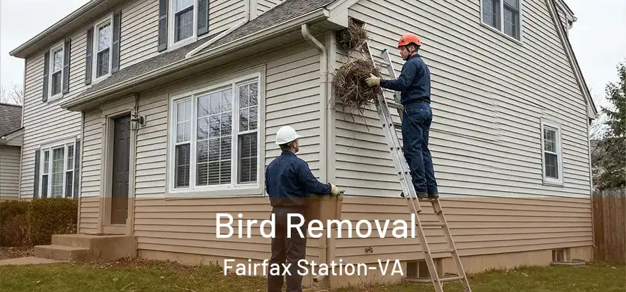 Bird Removal Fairfax Station-VA