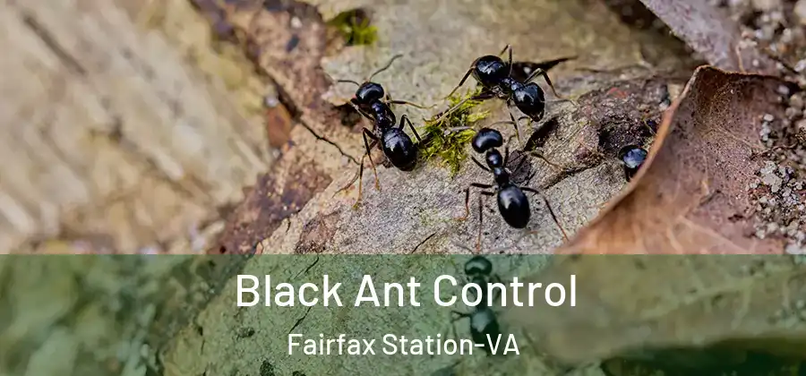 Black Ant Control Fairfax Station-VA