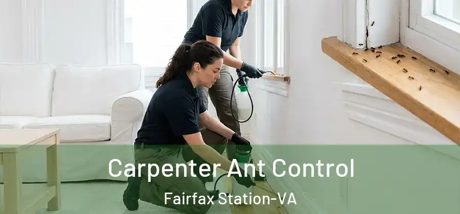  Carpenter Ant Control Fairfax Station-VA