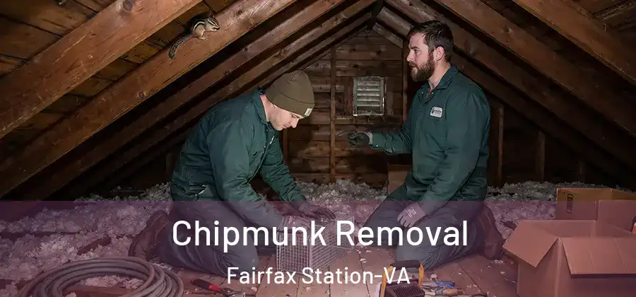 Chipmunk Removal Fairfax Station-VA