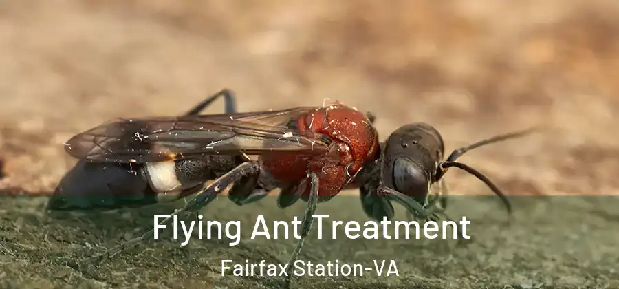 Flying Ant Treatment Fairfax Station-VA