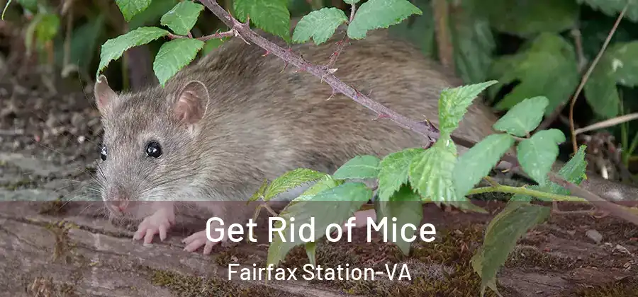 Get Rid of Mice Fairfax Station-VA