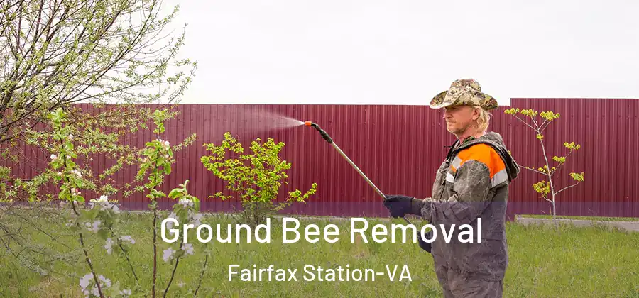Ground Bee Removal Fairfax Station-VA