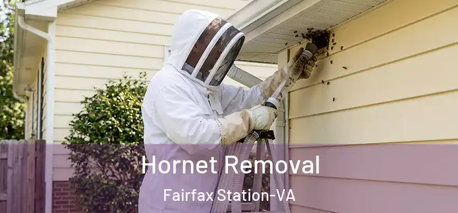 Hornet Removal Fairfax Station-VA