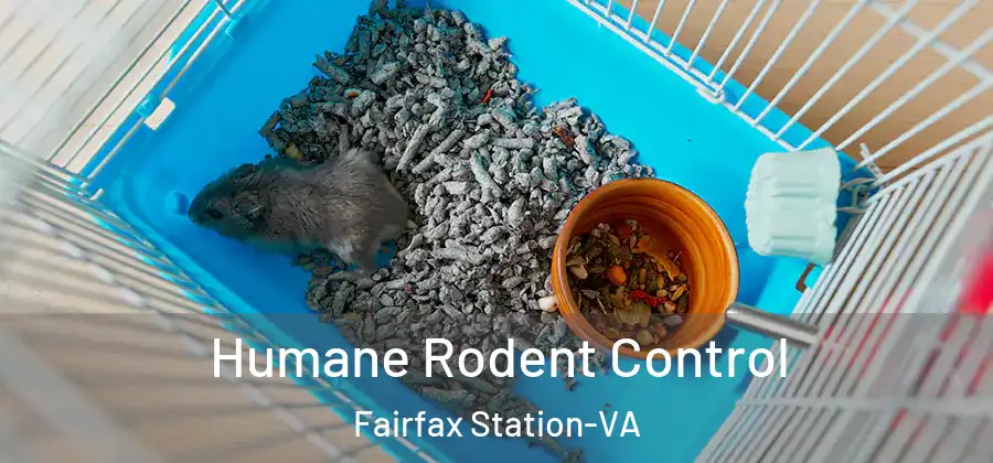 Humane Rodent Control Fairfax Station-VA