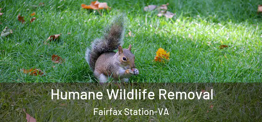 Humane Wildlife Removal Fairfax Station-VA