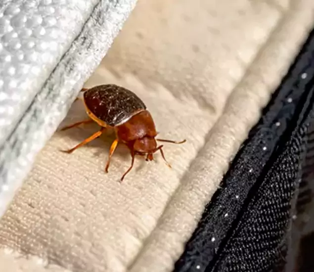 Trusted Bed Bug Prevention Specialists in Fairfax Station, VA