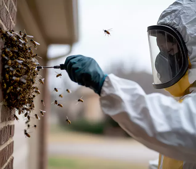 Your Bee Removal Company in Fairfax Station, VA