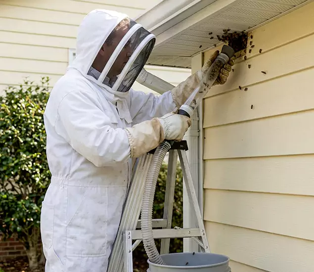 Your Affordable Bee Removal Company in Fairfax Station, VA