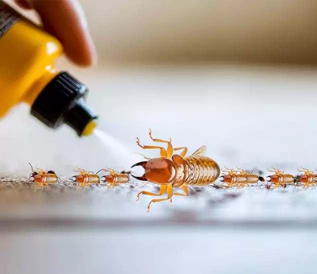 Reliable Bora Care Termite Experts in Fairfax Station, VA