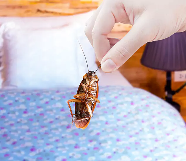 Expert Roach Control Services: Your Cockroach Pest Control in Fairfax Station, VA