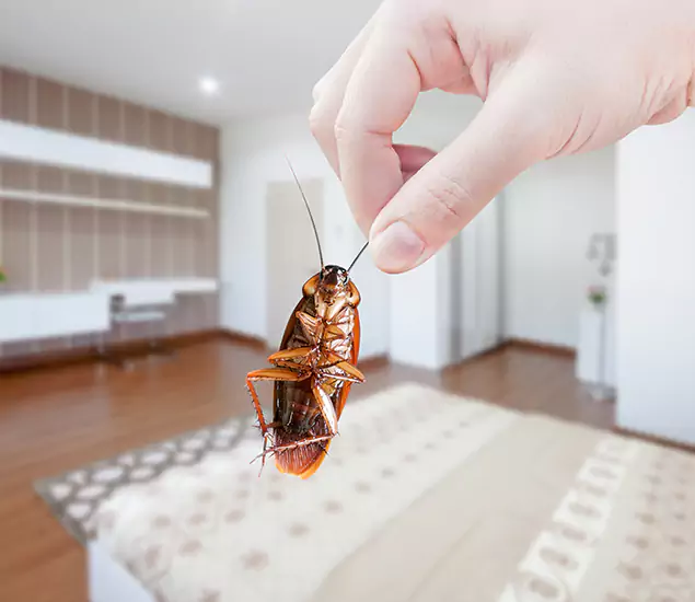 Your Cockroach Control Services in Fairfax Station, VA