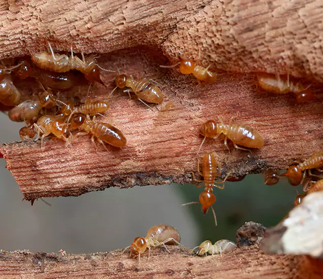 About Our Drywood Termite Treatment Experts in Fairfax Station, VA