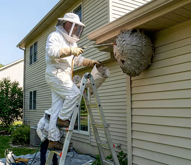 Expert Wasp Nest Removal: Your Local Wasp Nest Removal Company in Fairfax Station, VA