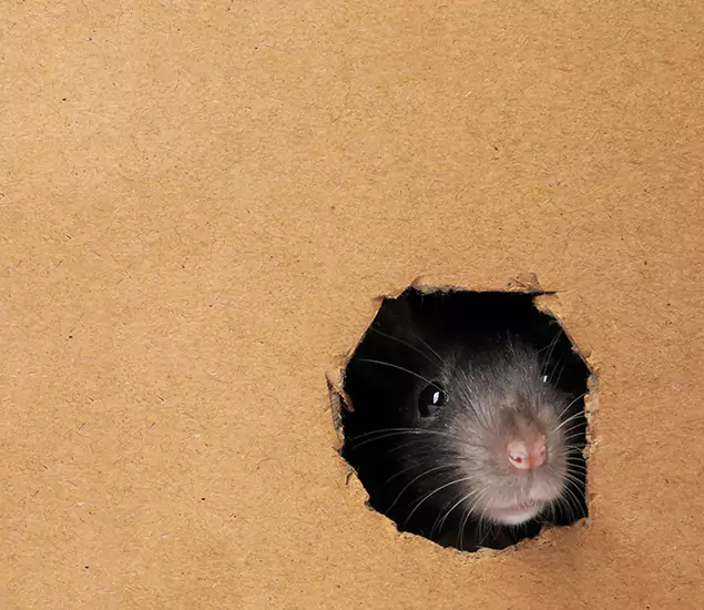 Rats in Attic Removal Experts in Fairfax Station, VA