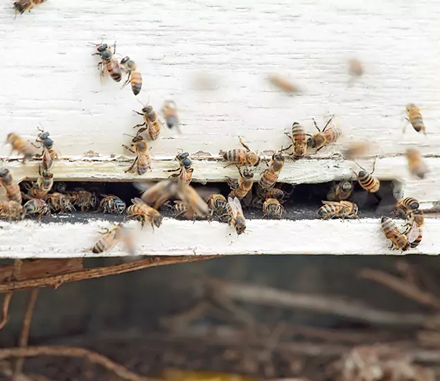 Trusted Termite Exterminator Experts You Can Rely On in Fairfax Station, VA