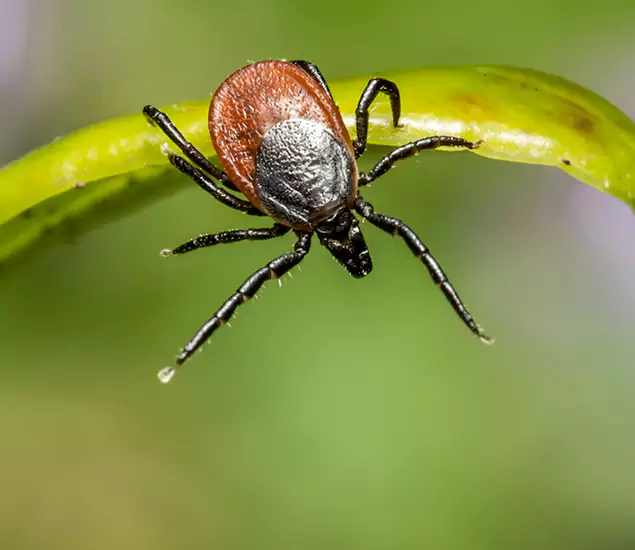 Your Trusted Tick Pest Control in Fairfax Station, VA