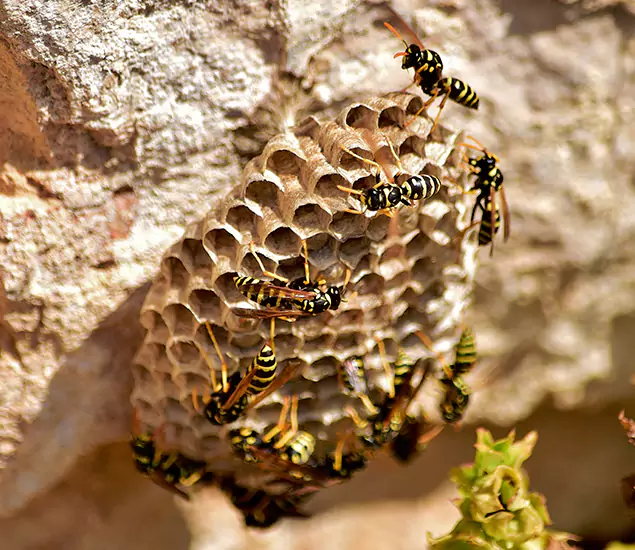 Your Best Wasp Removal Company in Fairfax Station, VA