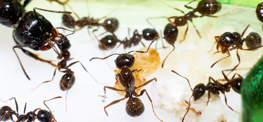 Argentine Ant Barrier Treatment in Fairfax Station