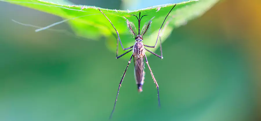 Natural Mosquito Spray for Yard in Fairfax Station