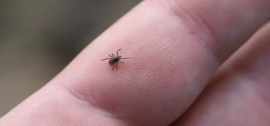 Infection Prevention for Bed Bug Bites in Fairfax Station