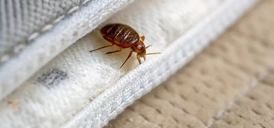 Tenting Bed Bug Fumigation in Fairfax Station