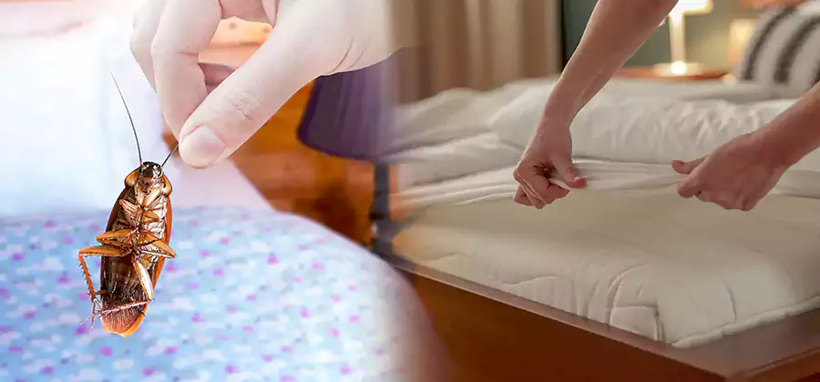 Bed Bug Home Extermination Service in Fairfax Station