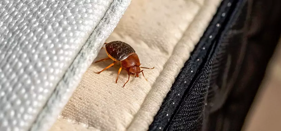 Commercial Bed Bug Control in Fairfax Station