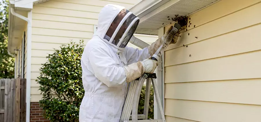 Ground Bee Removal in Fairfax Station