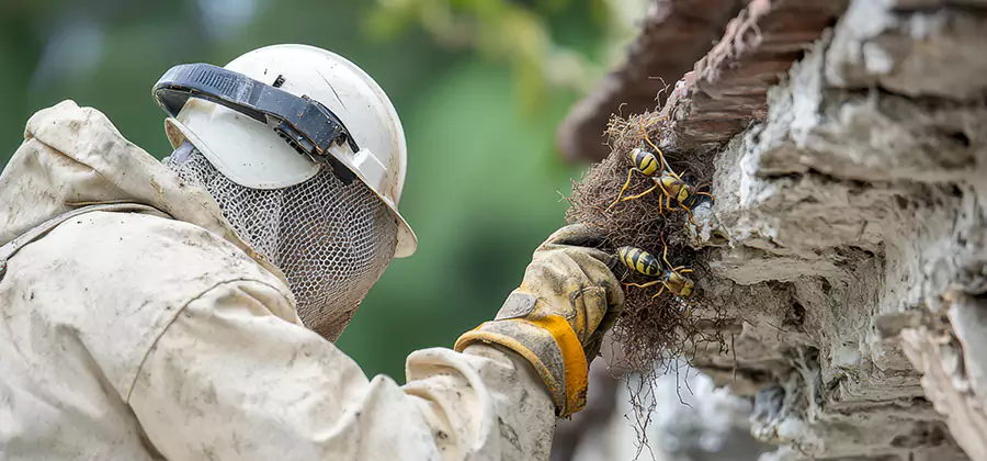 Bee and Wasp Hornet Removal in Fairfax Station