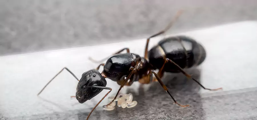 Black Ants in Kitchen Elimination in Fairfax Station