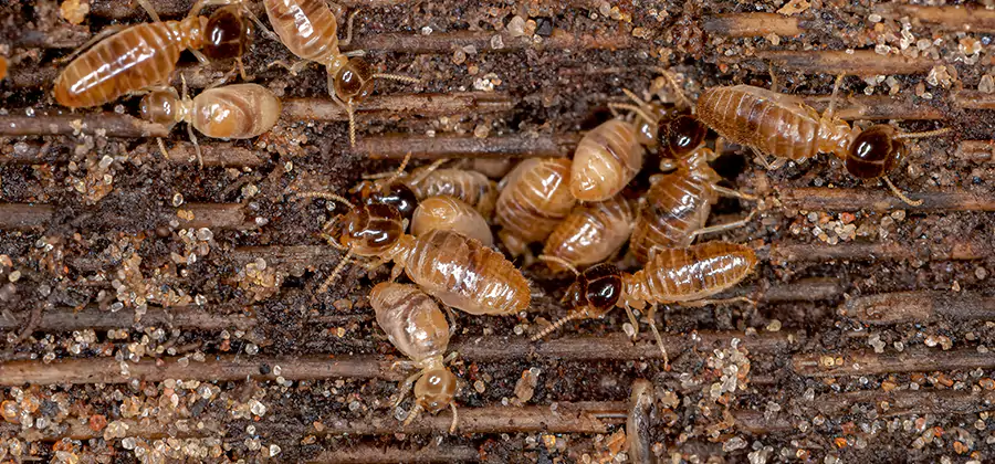 Bora Care Residential Termite Control in Fairfax Station