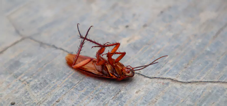 Cockroach Eradication for Commercial Properties in Fairfax Station