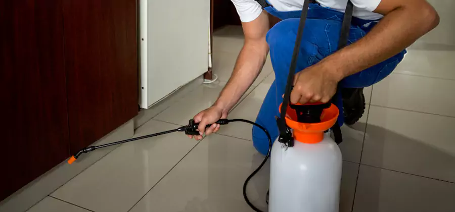Palmetto Bug Exterminator in Fairfax Station