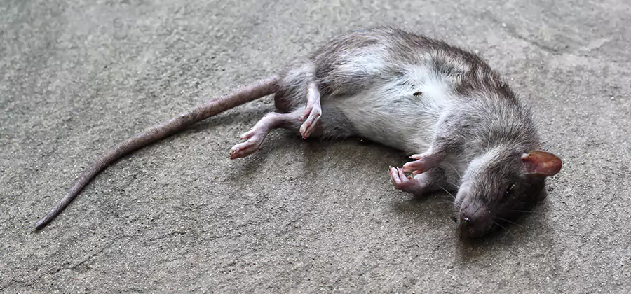Dead Rat Disposal in Fairfax Station