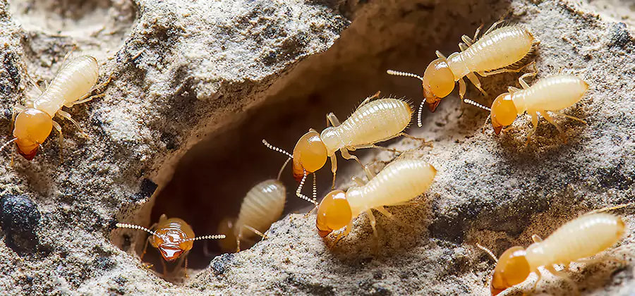 Termite Exterminator Services in Fairfax Station