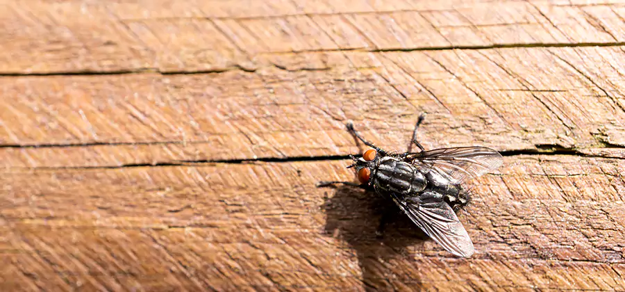 Flying Ant Barrier Treatment in Fairfax Station