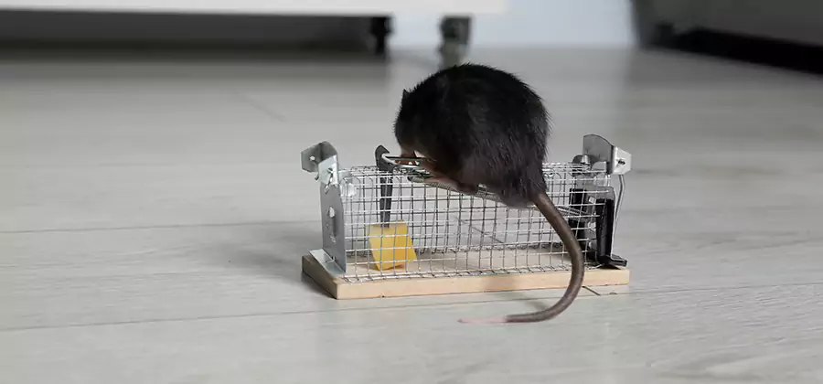 Mice in Attic Removal Fairfax Station