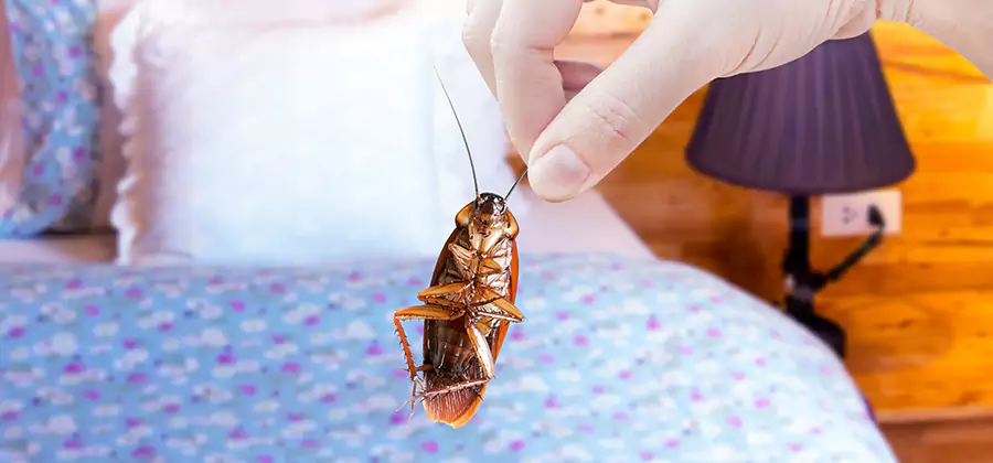 Fast Roach Elimination in Fairfax Station