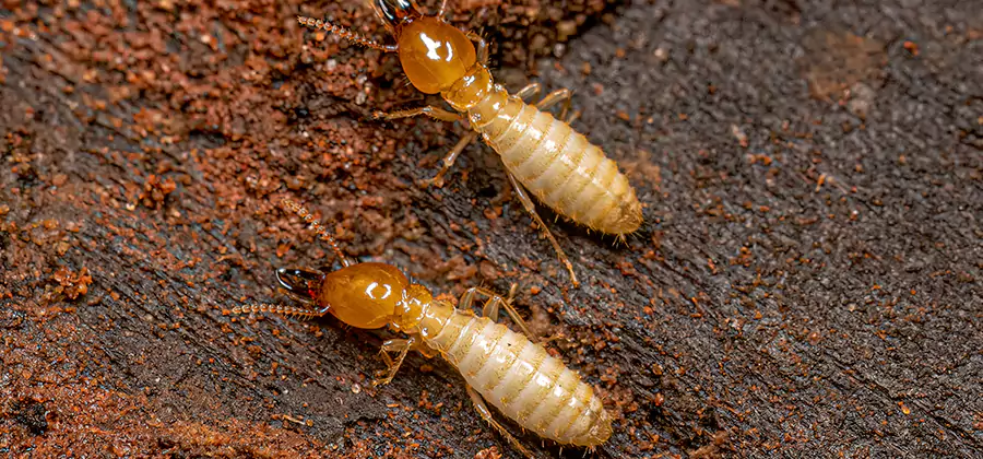 Structural Heat Termite Treatment in Fairfax Station