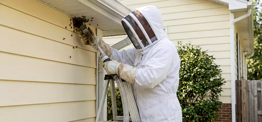 Wasp Nest in Wall Removal in Fairfax Station