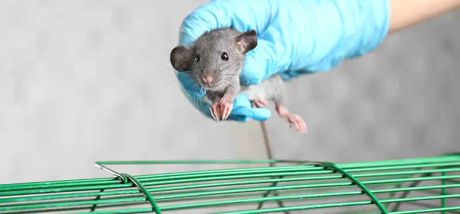 Humane Rat Trapping in Fairfax Station