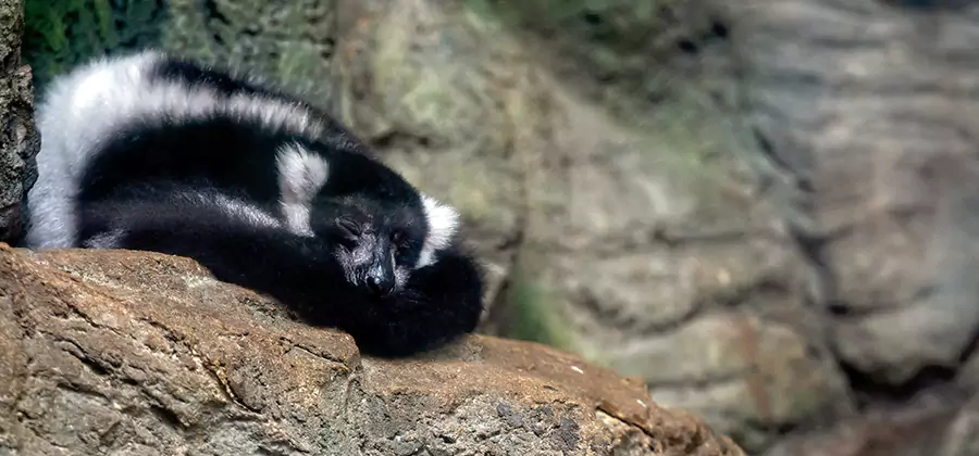 Humane Skunk Removal in Fairfax Station