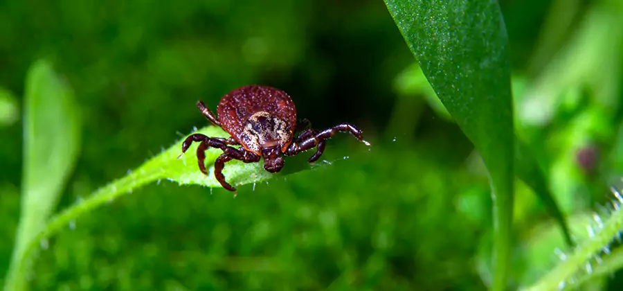 Tick Prevention for Yard in Fairfax Station